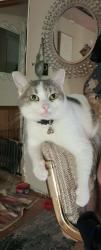 Lost Male Cat last seen Orcas Ave,  Lopez ave. Port Angeles Library , Port Angeles, WA 98362