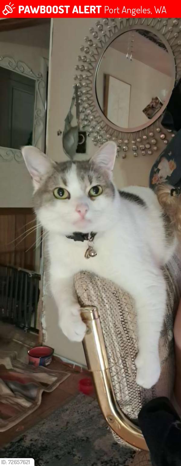 Lost Male Cat last seen Orcas Ave,  Lopez ave. Port Angeles Library , Port Angeles, WA 98362