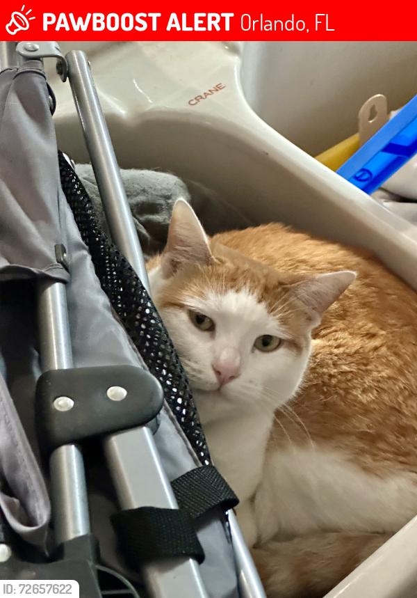 Lost Male Cat last seen Ensenada Drive Lake Underhill Rio Pinar ests, Orlando, FL 32825