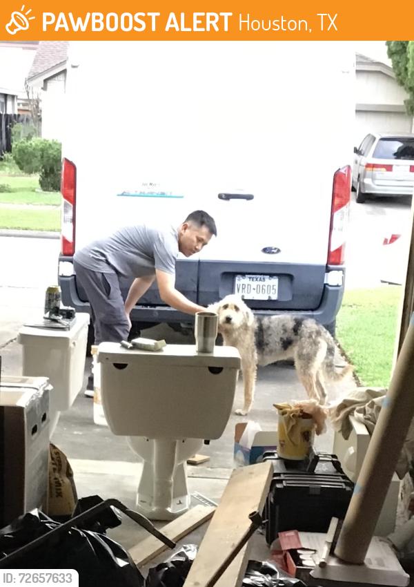 Found/Stray Unknown Dog last seen Grove Glen Dr. and Kirkwood, Houston, TX 77099