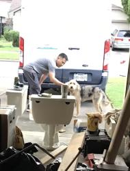 Found/Stray Unknown Dog last seen Grove Glen Dr. and Kirkwood, Houston, TX 77099