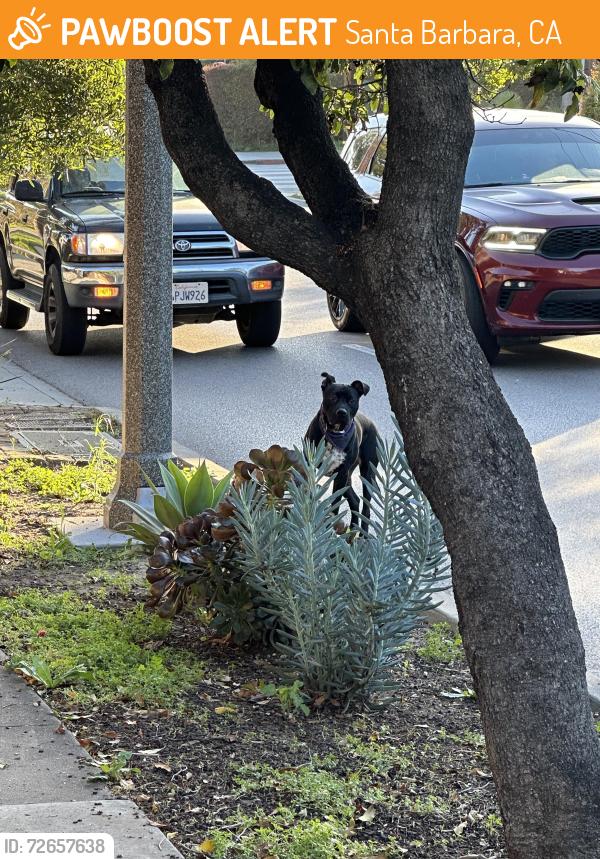 Found/Stray Male Dog last seen Bath and mission., Santa Barbara, CA 93105