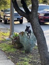 Found/Stray Male Dog last seen Bath and mission., Santa Barbara, CA 93105