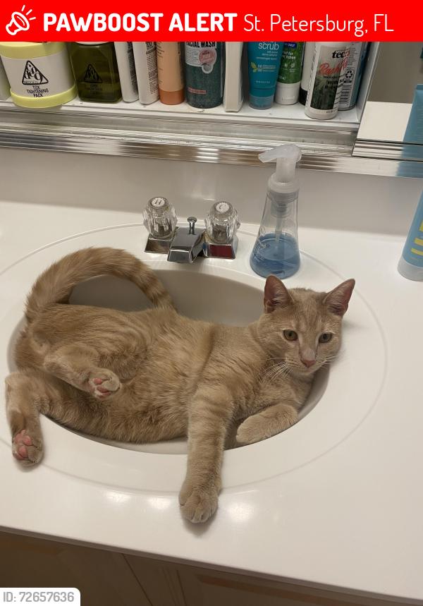Lost Male Cat last seen Near 53rd Ave N, St. Petersburg, FL 33703