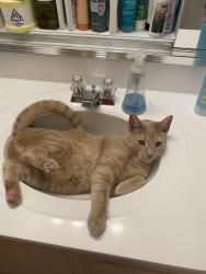 Lost Male Cat last seen Near 53rd Ave N, St. Petersburg, FL 33703