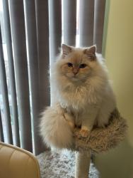 Lost Male Cat last seen Near Rockridge drive Highland Mills NY 10939, Woodbury, NY 10930