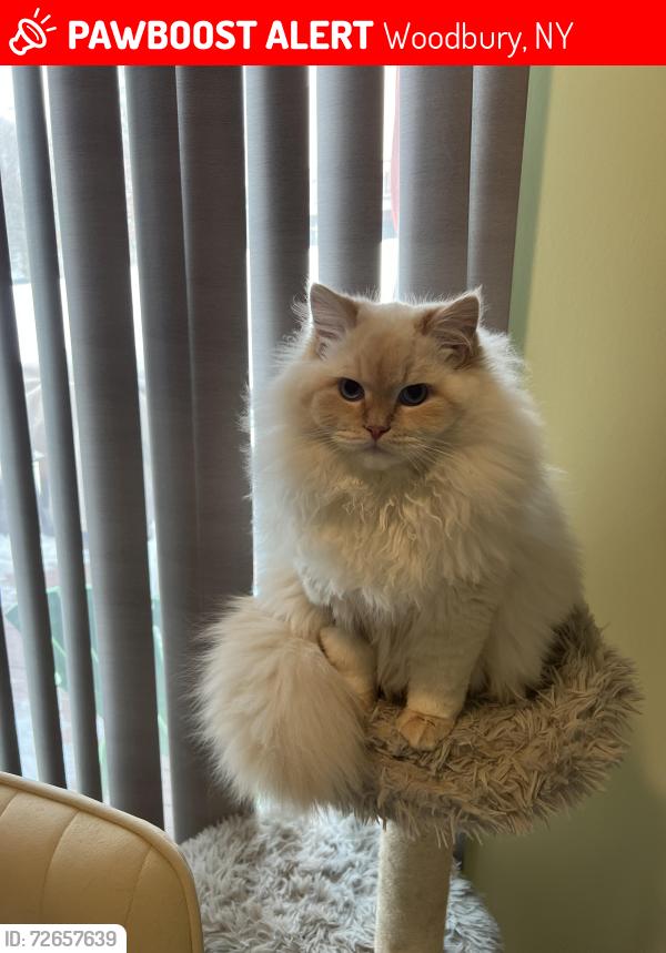 Lost Male Cat last seen Near Rockridge drive Highland Mills NY 10939, Woodbury, NY 10930
