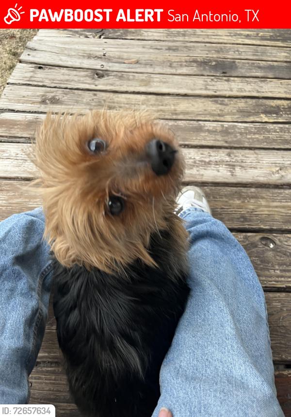 Lost Male Dog last seen 34th street near Arlan’s and cuellar park , San Antonio, TX 78228