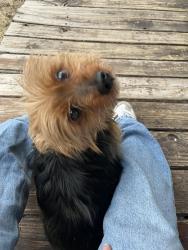 Lost Male Dog last seen 34th street near Arlan’s and cuellar park , San Antonio, TX 78228
