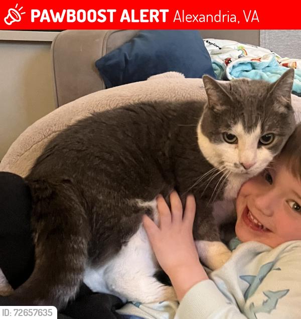 Lost Male Cat last seen Parry Lane and Sword, Alexandria, VA 22308