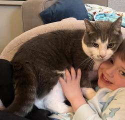Lost Male Cat last seen Parry Lane and Sword, Alexandria, VA 22308
