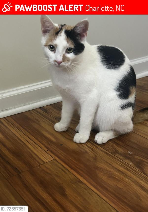 Lost Female Cat last seen kingdom christian church, Charlotte, NC 28214