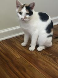Lost Female Cat last seen kingdom christian church, Charlotte, NC 28214