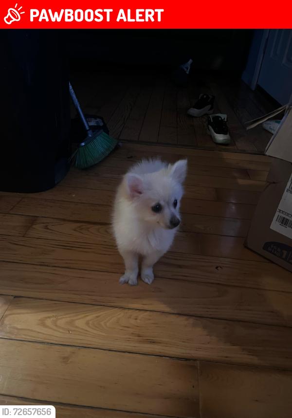 Lost Female Dog last seen Port jefferson station  , Port Jefferson Station, NY 11776