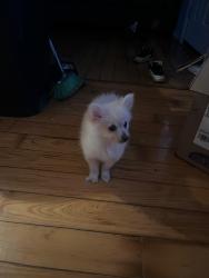 Lost Female Dog last seen Port jefferson station  , Port Jefferson Station, NY 11776