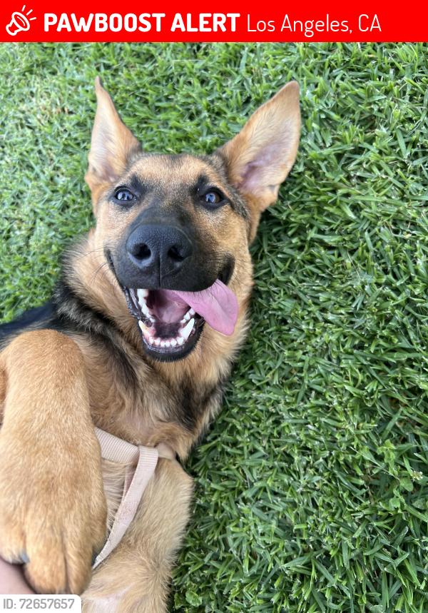 Lost Female Dog last seen Near W 1st Street , Los Angeles, CA 90731