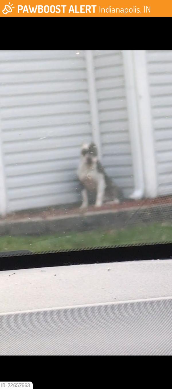 Found/Stray Male Dog last seen 46th and lafayette, Indianapolis, IN 46254