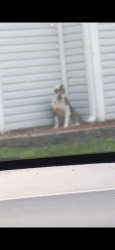 Found/Stray Male Dog last seen 46th and lafayette, Indianapolis, IN 46254