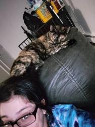 Lost Female Cat last seen Fiss, Carlisle, IA 50047