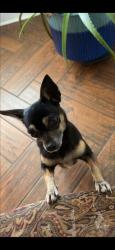 Lost Female Dog last seen Near Cedar Ridge Dr, Warner Robins, Ga, Warner Robins, GA 31088