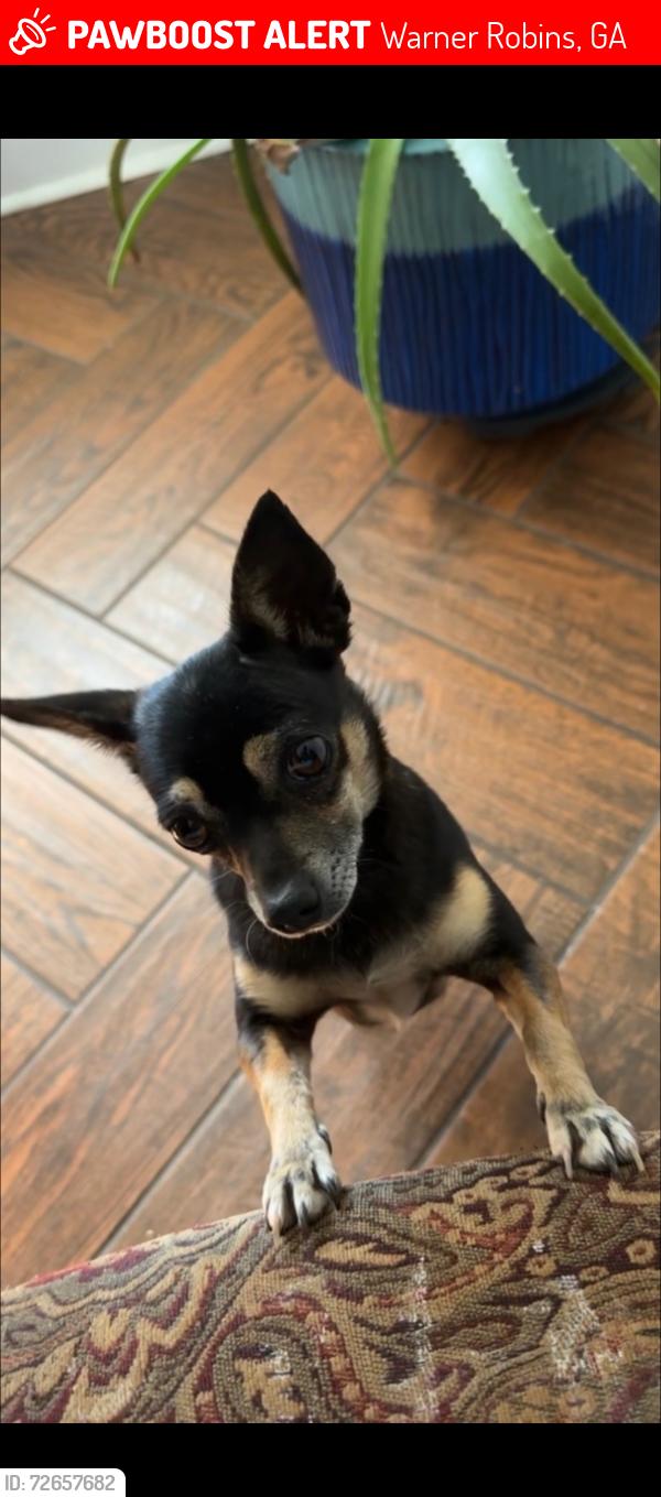Lost Female Dog last seen Near Cedar Ridge Dr, Warner Robins, Ga, Warner Robins, GA 31088