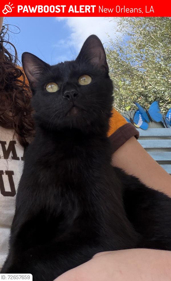 Lost Female Cat last seen S Lopez St, New Orleans, LA 70119