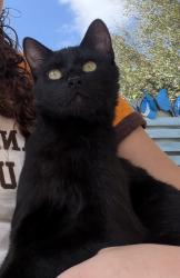 Lost Female Cat last seen S Lopez St, New Orleans, LA 70119