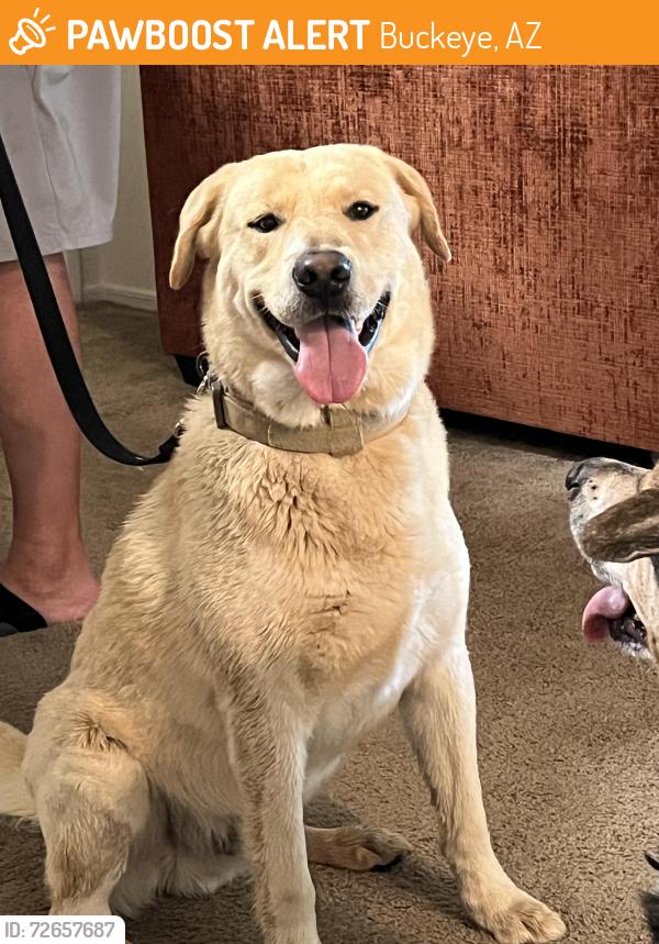 Found/Stray Male Dog last seen MC85 and Elm St, Buckeye, AZ 85326