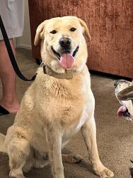 Found/Stray Male Dog last seen MC85 and Elm St, Buckeye, AZ 85326
