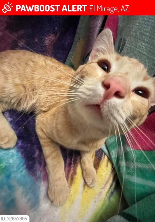 Lost Male Cat last seen 129th ave Sierra Vista, El Mirage, AZ 85335