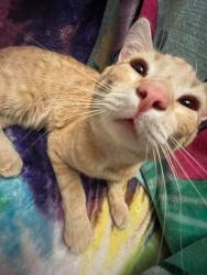 Lost Male Cat last seen 129th ave Sierra Vista, El Mirage, AZ 85335