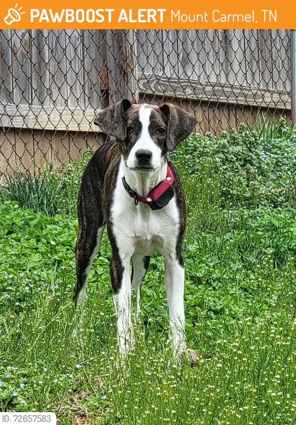Found/Stray Male Dog last seen Kaywood / Mimosa / Pine St, Mount Carmel, TN 37645