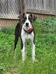 Found/Stray Male Dog last seen Kaywood / Mimosa / Pine St, Mount Carmel, TN 37645