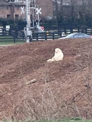 Found/Stray Unknown Dog last seen Setzer way, Lexington, KY 40508