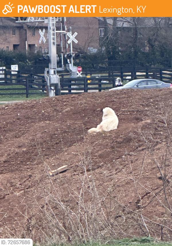 Found/Stray Unknown Dog last seen Setzer way, Lexington, KY 40508