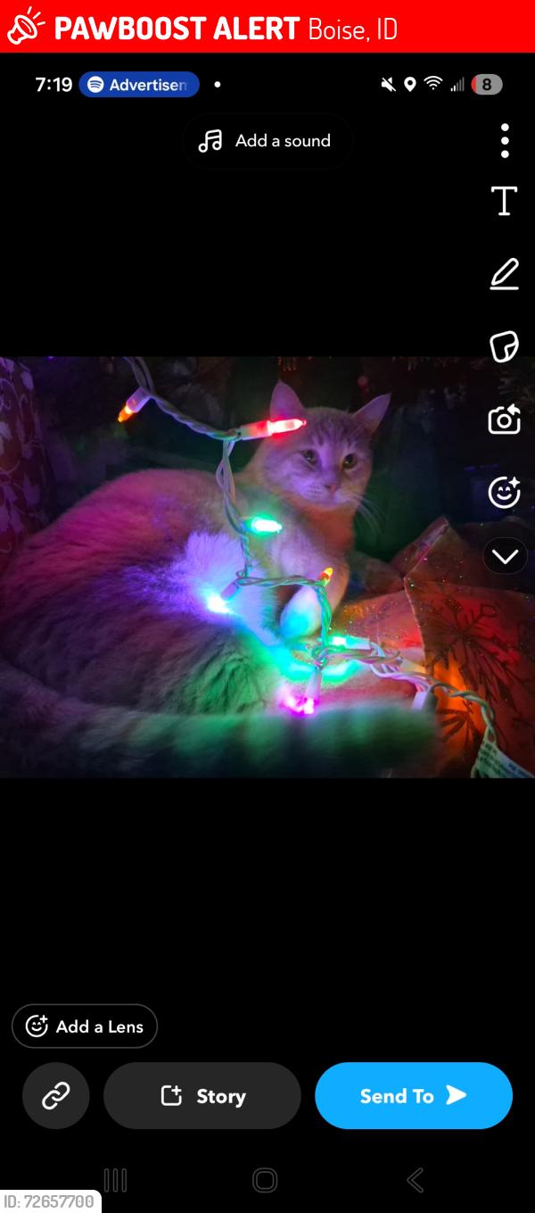 Lost Male Cat last seen Amity road, Boise, ID 83709