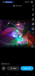 Lost Male Cat last seen Amity road, Boise, ID 83709