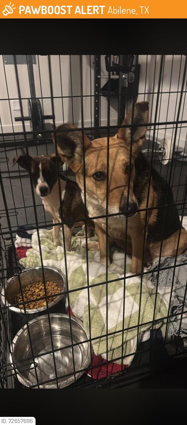 Found/Stray Unknown Dog last seen Near and Buffalo Gap, Abilene, TX 79606