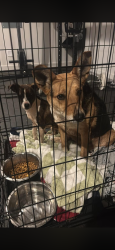 Found/Stray Unknown Dog last seen Near and Buffalo Gap, Abilene, TX 79606