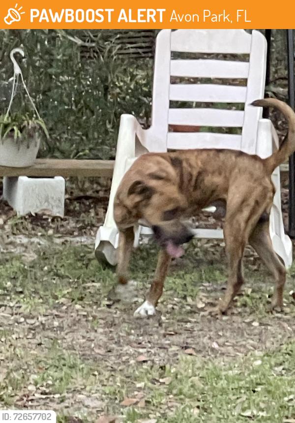 Found/Stray Male Dog last seen Terapin, Avon Park, FL 33825
