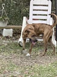 Found/Stray Male Dog last seen Terapin, Avon Park, FL 33825