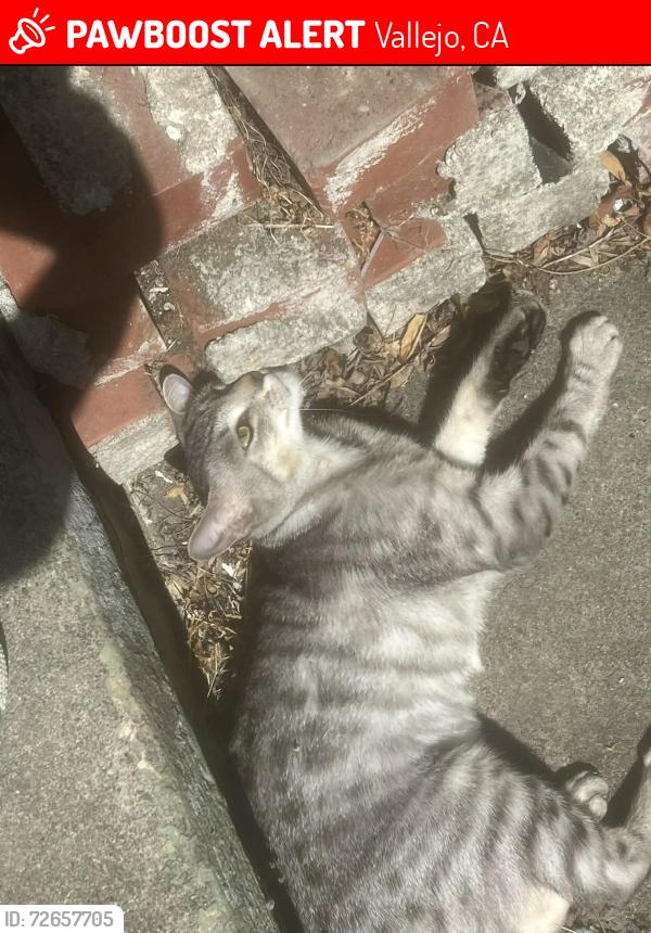 Lost Female Cat last seen Tennessee and locust , Vallejo, CA 94591