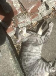 Lost Female Cat last seen Tennessee and locust , Vallejo, CA 94591