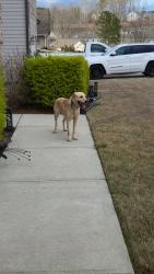 Found/Stray Male Dog last seen Matt highway and Tiberon Pky. , Cumming, GA 30040