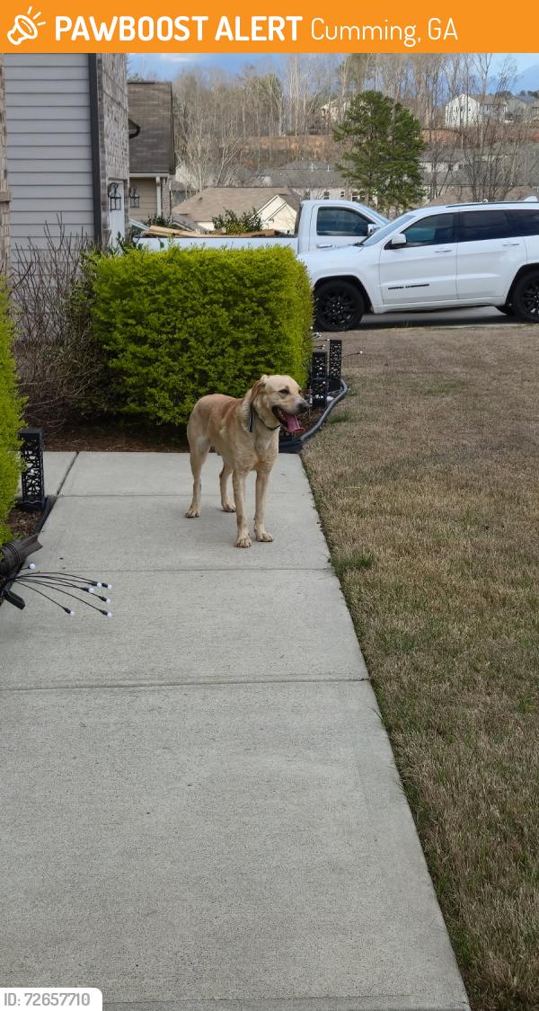 Found/Stray Male Dog last seen Matt highway and Tiberon Pky. , Cumming, GA 30040
