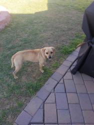 Found/Stray Female Dog last seen Near w 3rd st Mesa az 85201, Mesa, AZ 85201