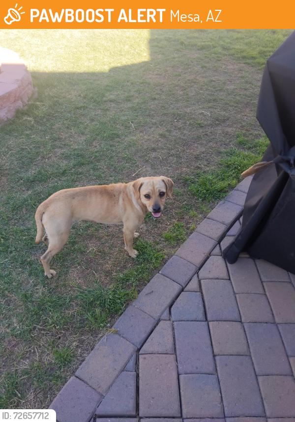 Found/Stray Female Dog last seen Near w 3rd st Mesa az 85201, Mesa, AZ 85201