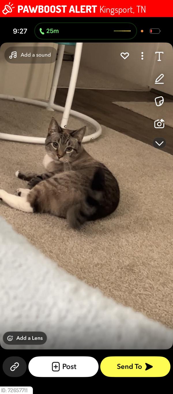 Lost Male Cat last seen Gustavis ave, Kingsport, TN 37664