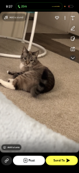 Lost Male Cat last seen Gustavis ave, Kingsport, TN 37664