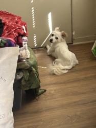 Lost Female Dog last seen virgina st, Salinas, CA 93907